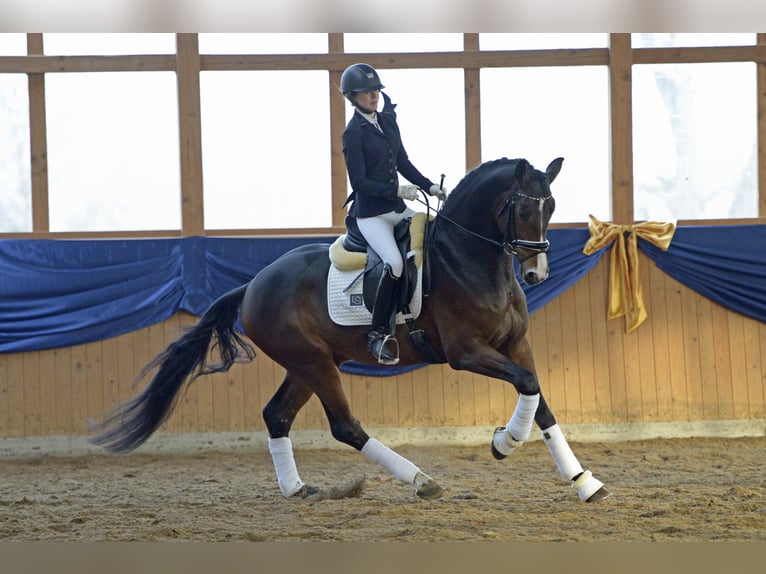 "DSP DE SANDRO" PRÄMIENHENGST WFFS FREI Cheval de sport allemand Étalon in Riedstadt Wolfskehlen