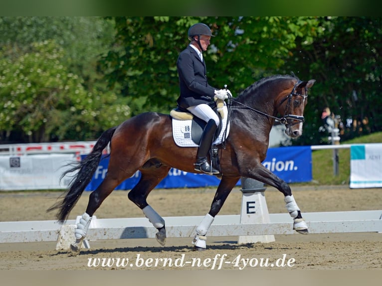 "DSP DE SANDRO" PRÄMIENHENGST WFFS FREI Cheval de sport allemand Étalon in Riedstadt Wolfskehlen