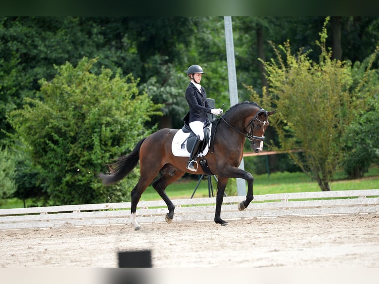 "DSP DE SANDRO" PRÄMIENHENGST WFFS FREI Cheval de sport allemand Étalon in Riedstadt Wolfskehlen