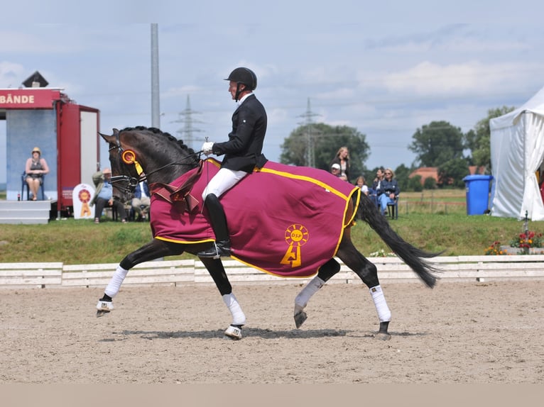 "DSP DE SANDRO" PRÄMIENHENGST WFFS FREI Cheval de sport allemand Étalon in Riedstadt Wolfskehlen