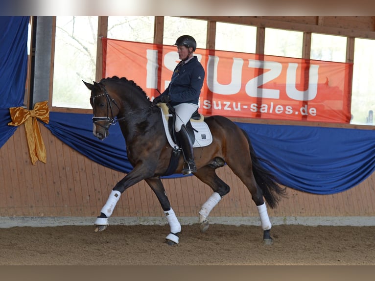 "DSP DE SANDRO" PRÄMIENHENGST WFFS FREI Cheval de sport allemand Étalon in Riedstadt Wolfskehlen