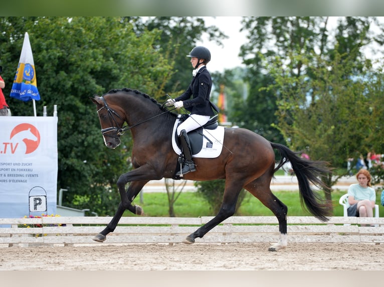 "DSP DE SANDRO" PRÄMIENHENGST WFFS FREI Cheval de sport allemand Étalon in Riedstadt Wolfskehlen