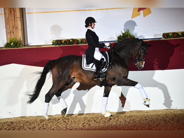 "DSP DE SANDRO" PRÄMIENHENGST WFFS FREI Niemiecki koń sportowy Ogier Gniada in Riedstadt Wolfskehlen