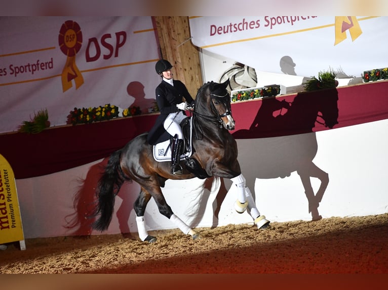 "DSP DE SANDRO" PRÄMIENHENGST WFFS FREI Niemiecki koń sportowy Ogier Gniada in Riedstadt Wolfskehlen