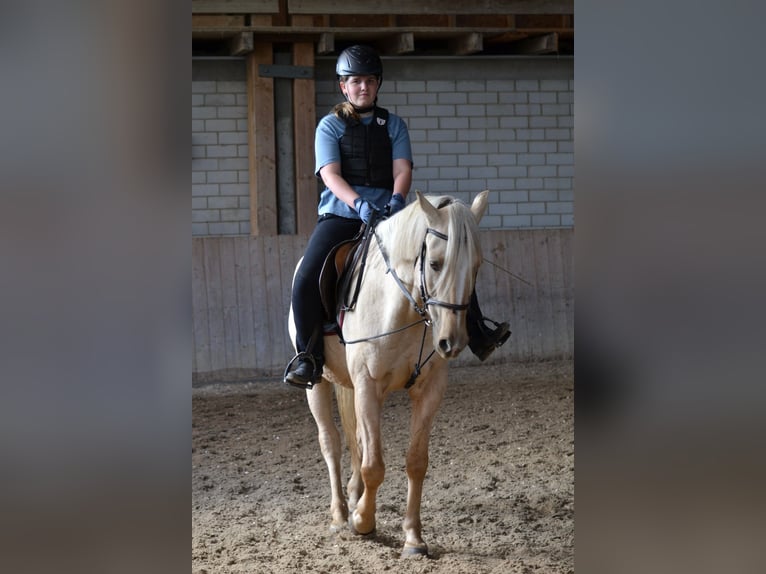 > Reitbeteiligung gesucht in Pfäffikon SZ & Umgebung (ÖV / Velo) - 2-3x pro Woche