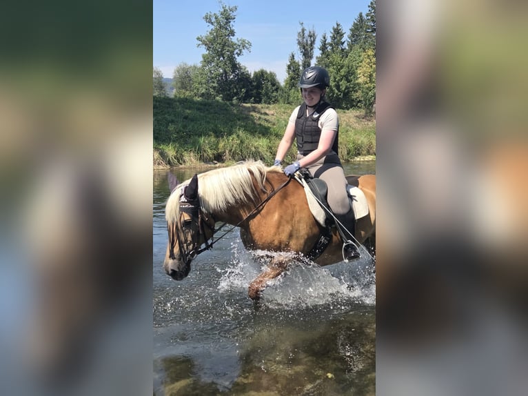 > Reitbeteiligung gesucht in Pfäffikon SZ & Umgebung (ÖV / Velo) - 2-3x pro Woche
