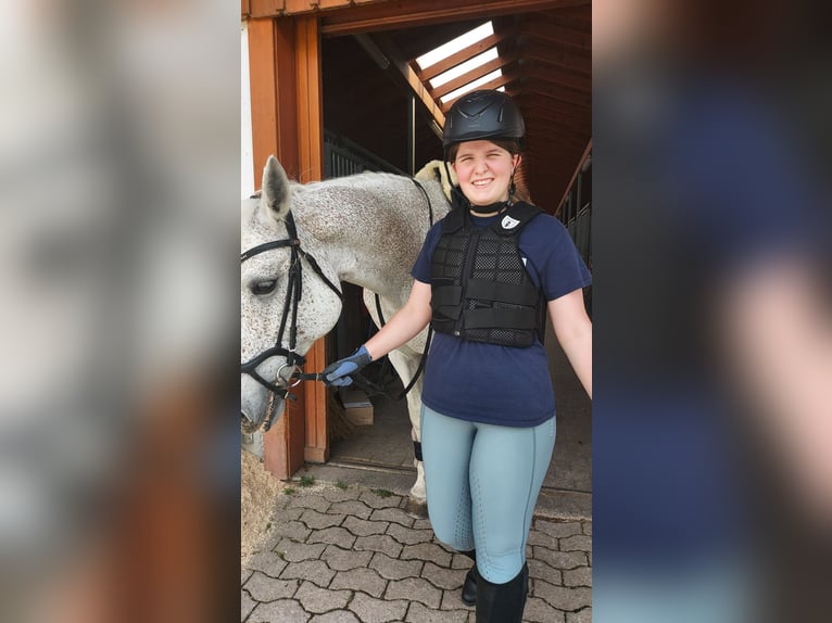 > Reitbeteiligung gesucht in Pfäffikon SZ & Umgebung (ÖV / Velo) - 2-3x pro Woche