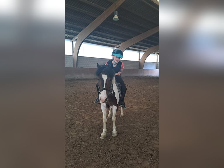 🌸🐴 Reitbeteiligung gesucht (RsP) 🐴🌸