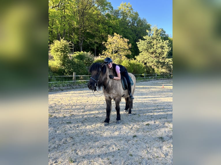 🐴 Suche Reitbeteiligung in Graz und Umgebung 🐴