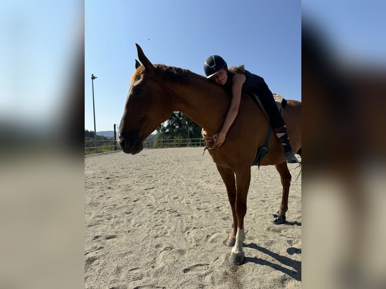 🐴 Suche Reitbeteiligung in Graz und Umgebung 🐴