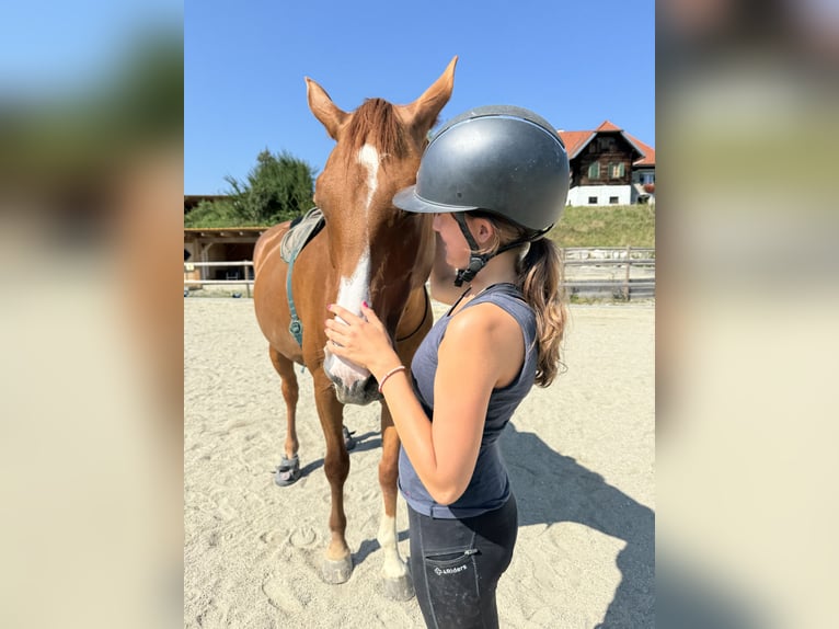 🐴 Suche Reitbeteiligung in Graz und Umgebung 🐴