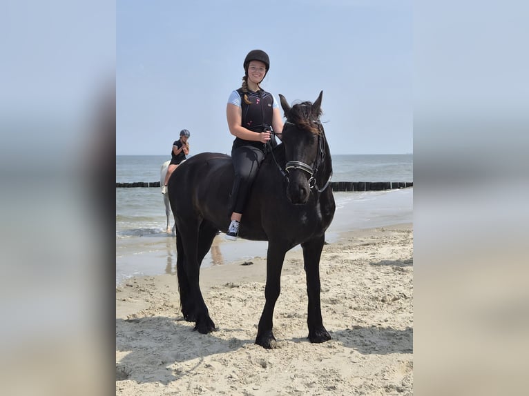 18 Jährige Reiterin sucht Reitbeteiligung