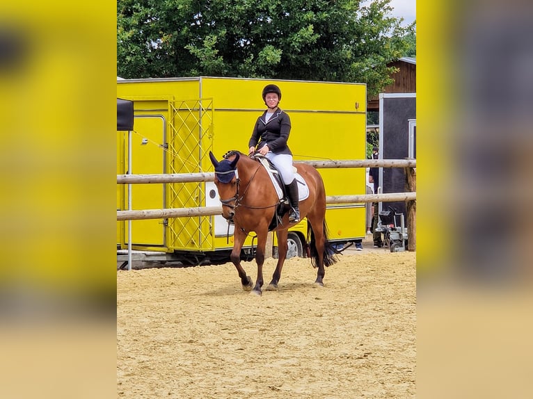 18 Jährige Reiterin sucht Reitbeteiligung