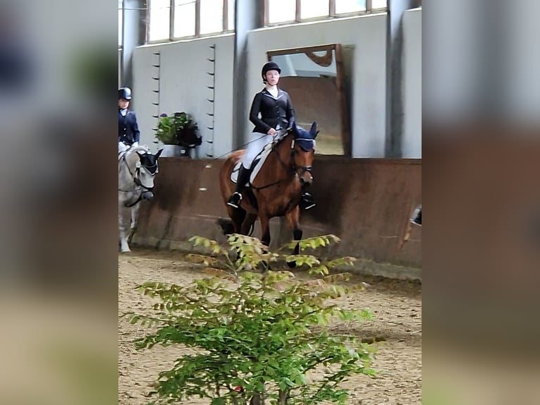 18 Jährige Reiterin sucht Reitbeteiligung