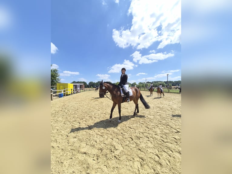 18 Jährige Reiterin sucht Reitbeteiligung