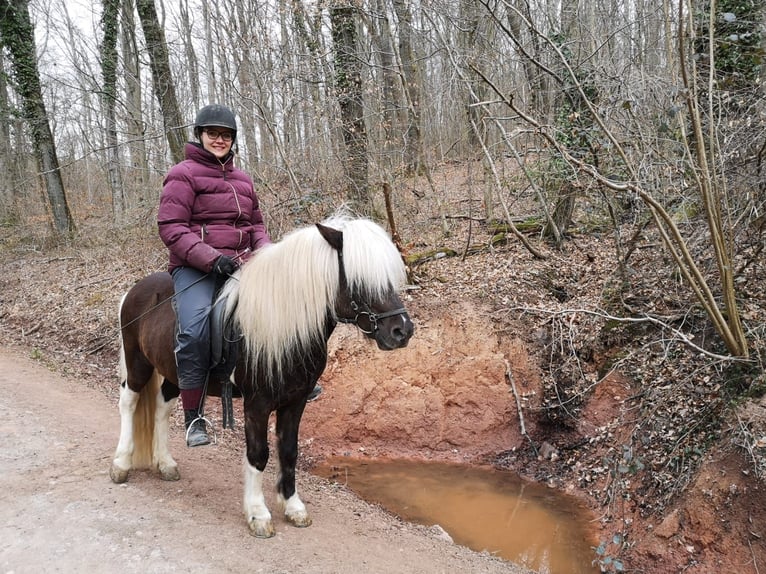 2 Reitbeteiligungen in/um Ulm gesucht 