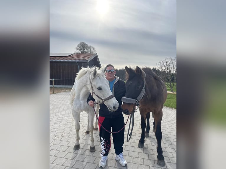 2 Reitbeteiligungen in/um Ulm gesucht 