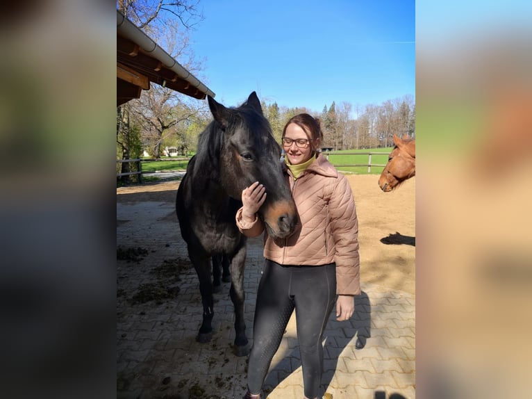 2 Reitbeteiligungen in/um Ulm gesucht 