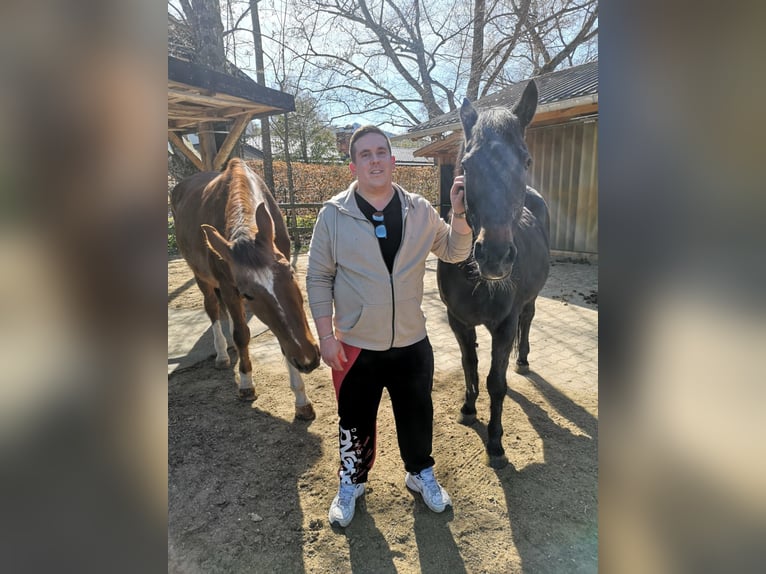 2 Reitbeteiligungen in/um Ulm gesucht 