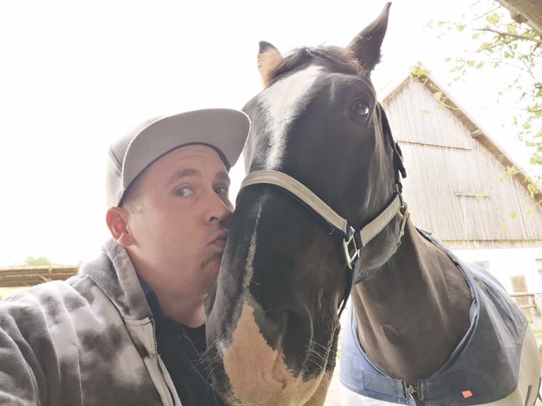 2 Reitbeteiligungen in/um Ulm gesucht 