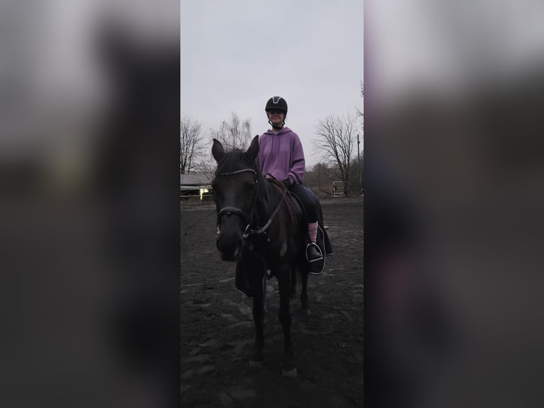 2 zuverlässige Reiterinnen suchen Ponys / Pferde