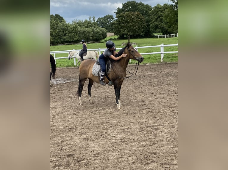 2 zuverlässige Reiterinnen suchen Ponys / Pferde