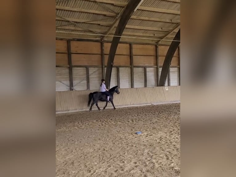 2 zuverlässige Reiterinnen suchen Ponys / Pferde