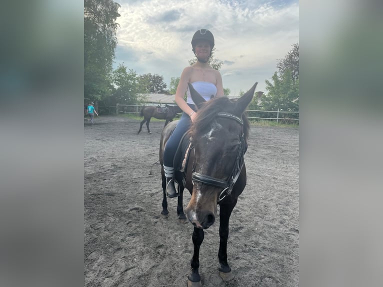 2 zuverlässige Reiterinnen suchen Ponys / Pferde
