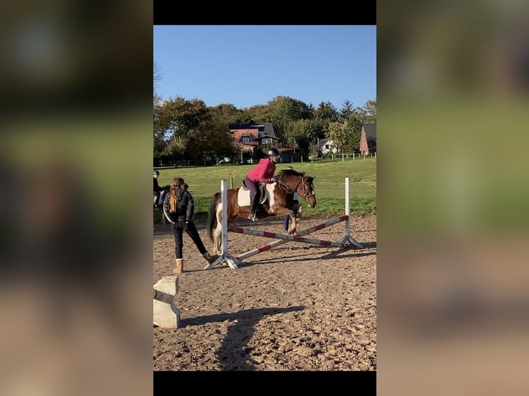 2 zuverlässige Reiterinnen suchen Ponys / Pferde