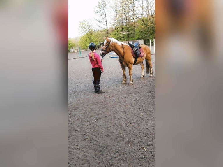 2 zuverlässige Reiterinnen suchen Ponys / Pferde
