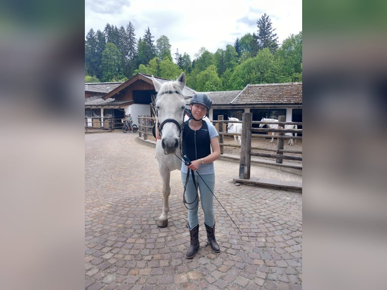 26-jährige Reiterin mit Herz sucht ruhiges liebes Pferd zum Freizeitreiten und Kuscheln
