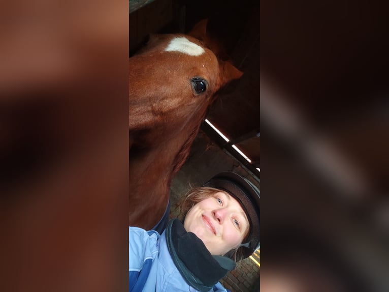 3x im Monat Reitbeteiligung