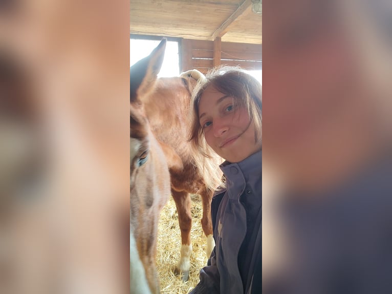 3x im Monat Reitbeteiligung