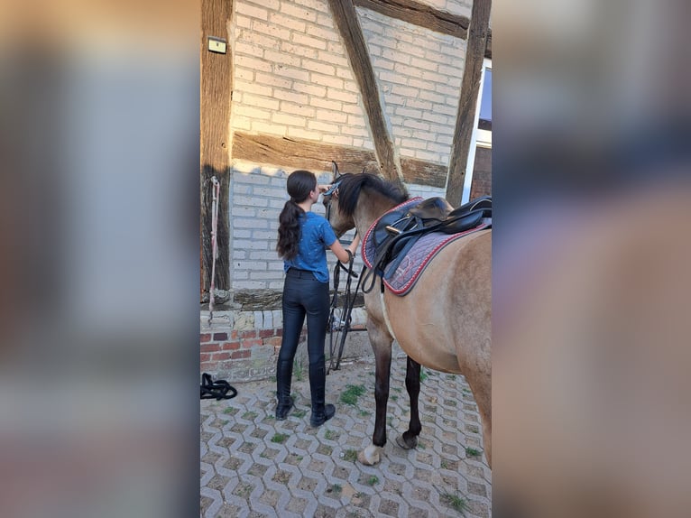 7 Jahre reiterfahrung sucht passende Reitbeteiligung