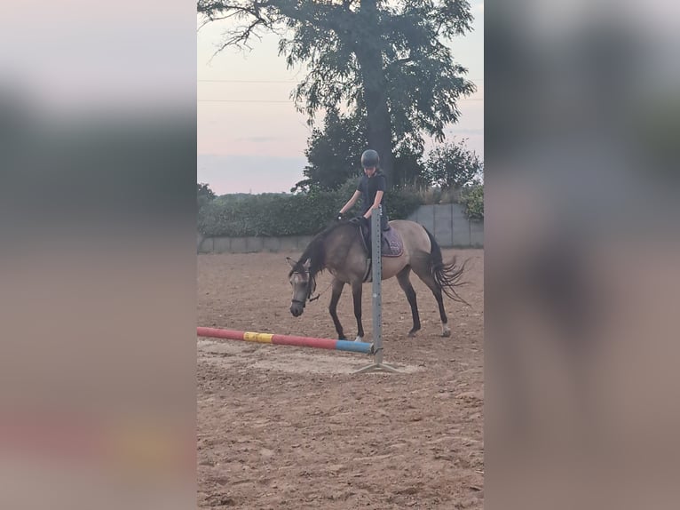 7 Jahre reiterfahrung sucht passende Reitbeteiligung