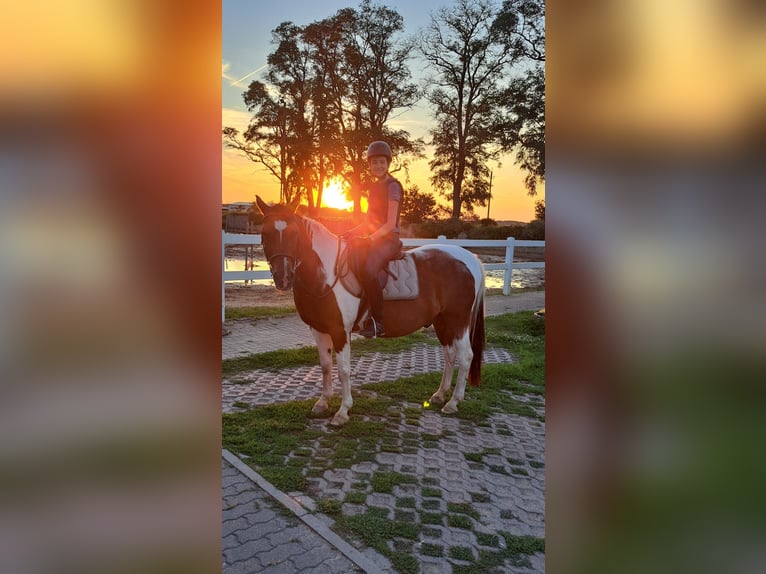 7 Jahre reiterfahrung sucht passende Reitbeteiligung