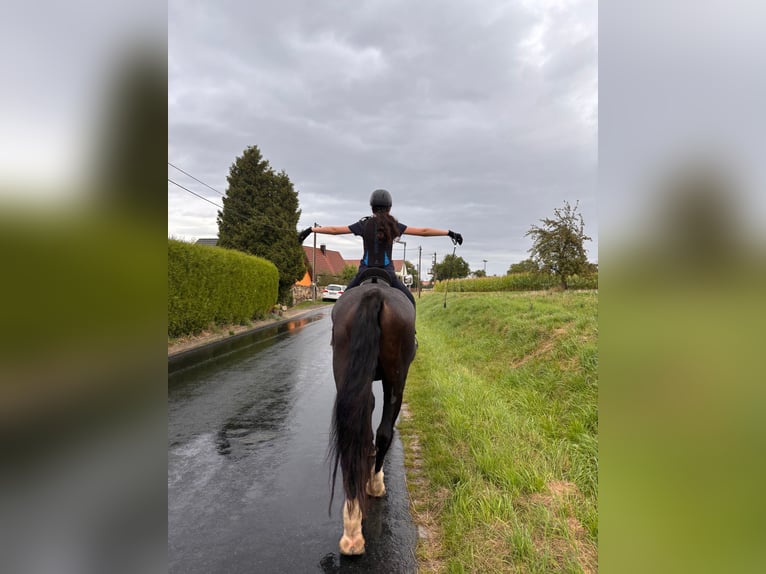 7 Jahre reiterfahrung sucht passende Reitbeteiligung