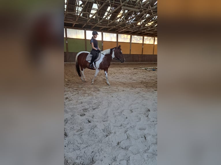 7 Jahre reiterfahrung sucht passende Reitbeteiligung