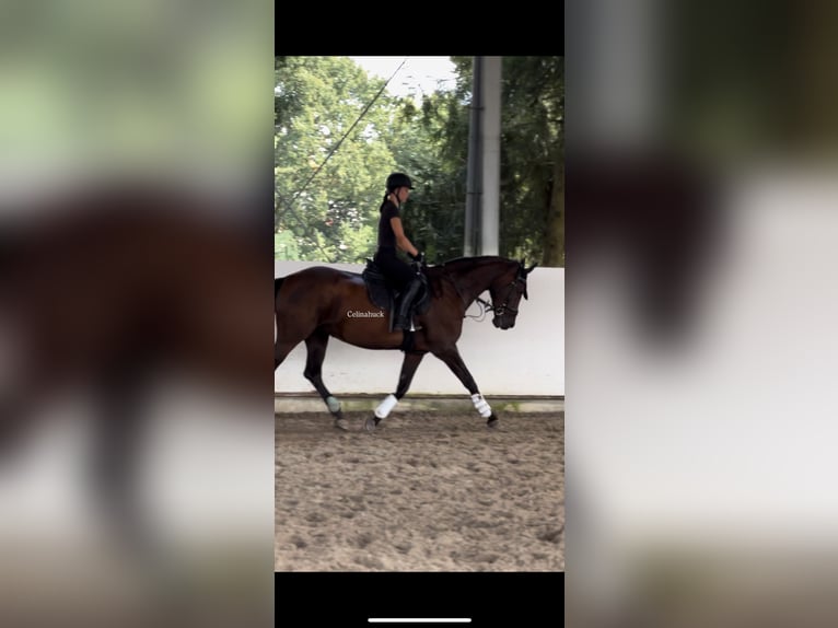 75045 Reiterin sucht Reitbeteiligung