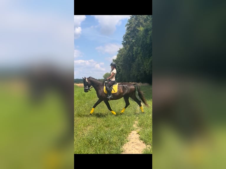  75045 Reiterin sucht Reitbeteiligung