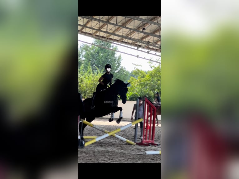  75045 Reiterin sucht Reitbeteiligung