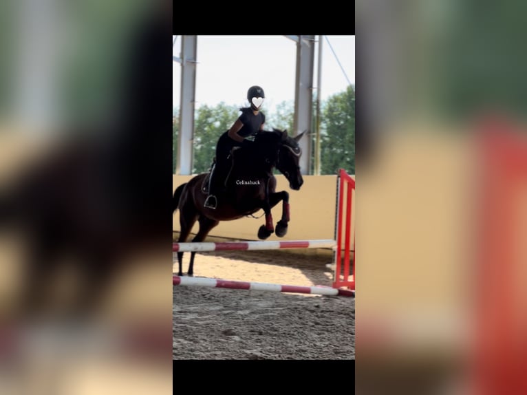 75045 Reiterin sucht Reitbeteiligung