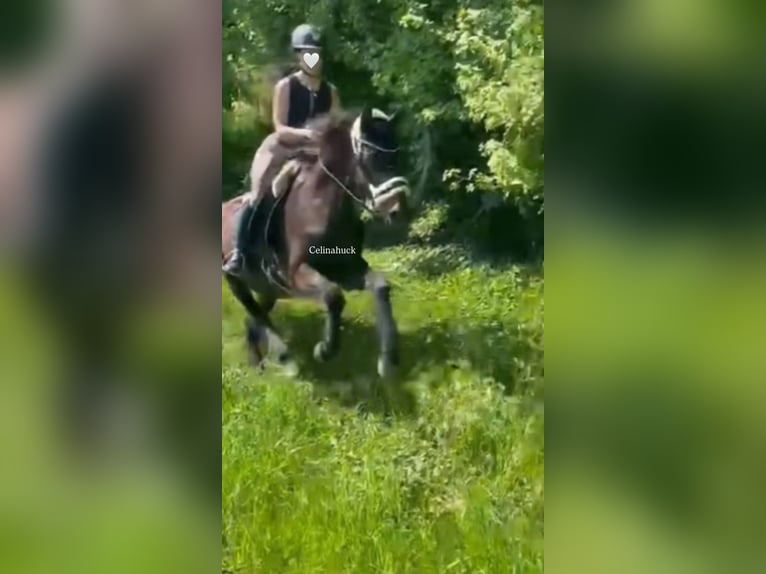  75045 Reiterin sucht Reitbeteiligung