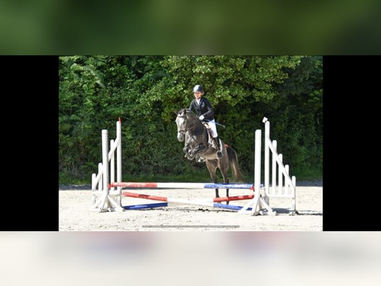 A - il est beau de l’Otri Belgian Riding Pony Stallion Gray in Agimont