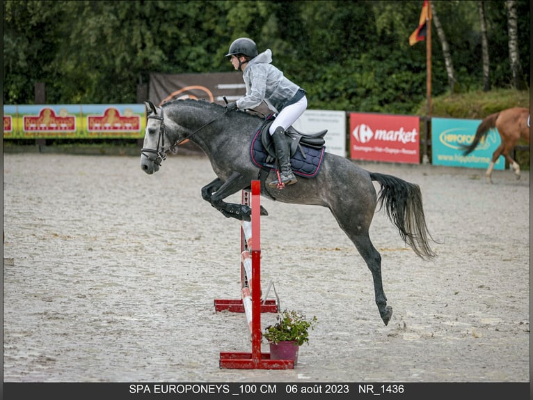 A - il est beau de l’Otri Belgian Riding Pony Stallion Gray in Agimont