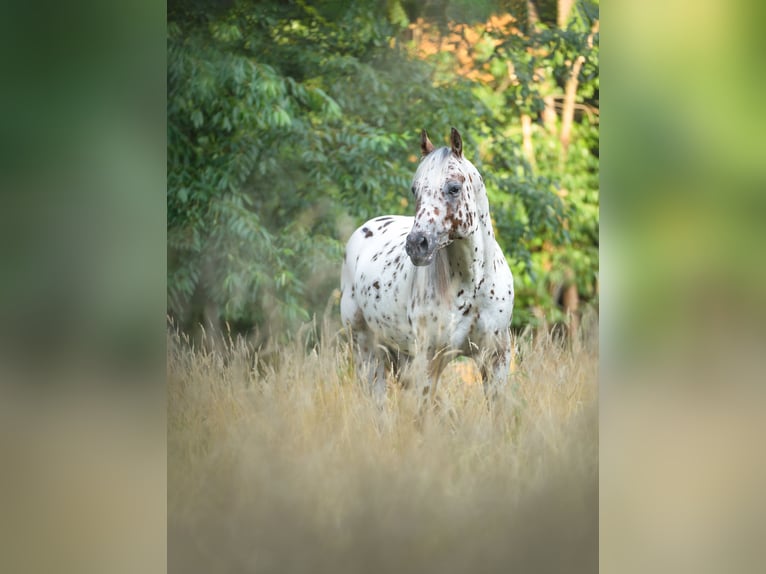A Dream Secret Appaloosa Hengst Tigerschecke in Zutendaal