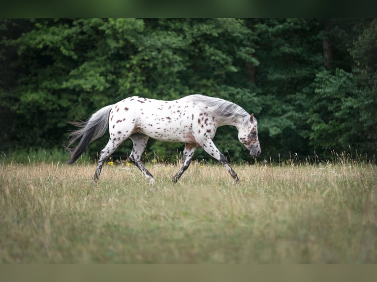 A Dream Secret Appaloosa Hengst Tigerschecke in Zutendaal