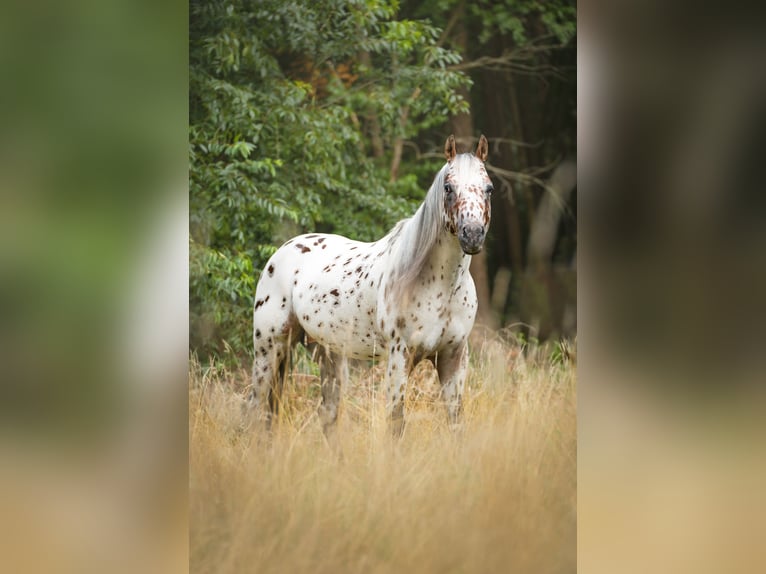 A Dream Secret Appaloosa Hengst Tigerschecke in Zutendaal