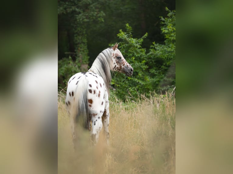 A Dream Secret Appaloosa Hengst Tigerschecke in Zutendaal