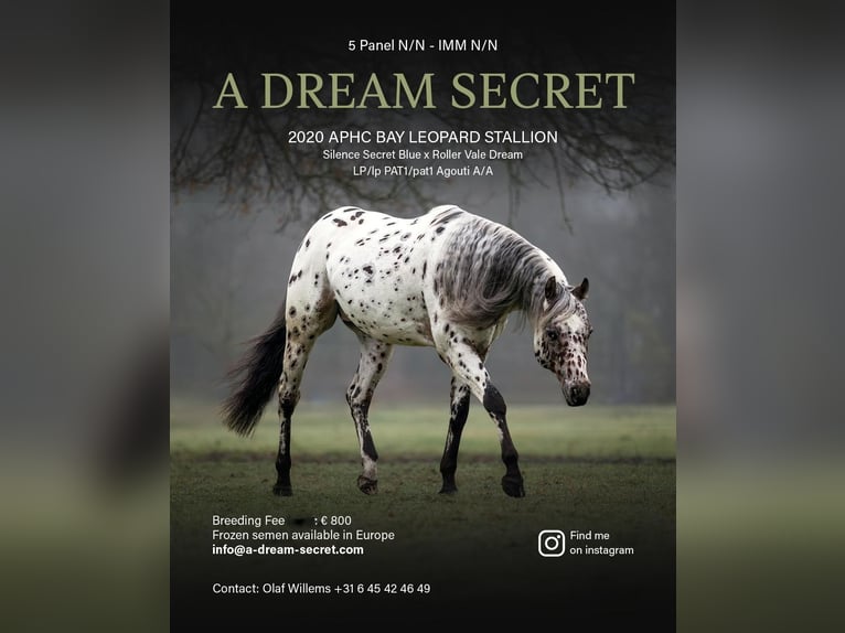 A Dream Secret Appaloosa Ogier Tarantowata in Zutendaal